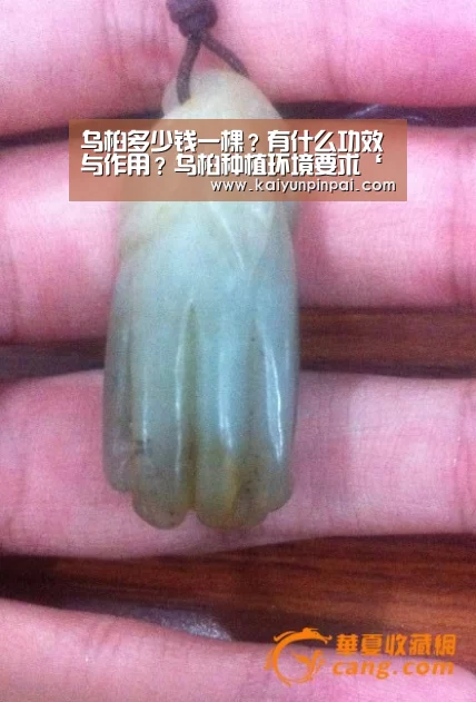 乌桕多少钱一棵?有什么功效与作用?乌桕种植环境要求‘开云品牌’(图2) 开云推荐