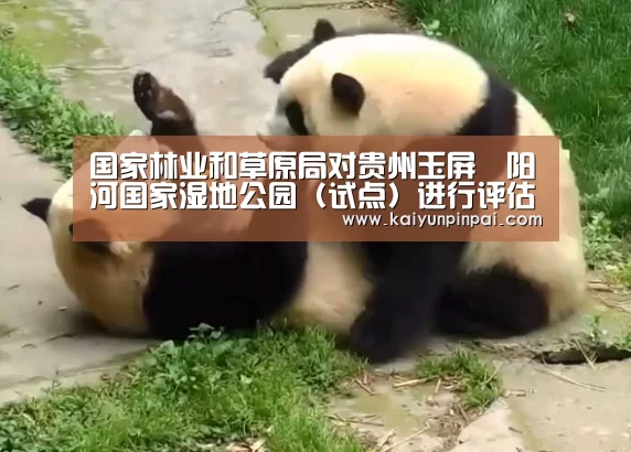 开云网站